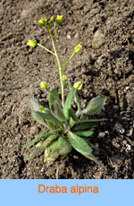 Draba alpina