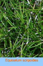 Equisetum scirpoides