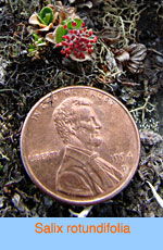 Salix rotundifolia