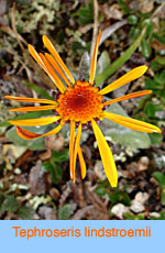 Tephroseris lindstroemii